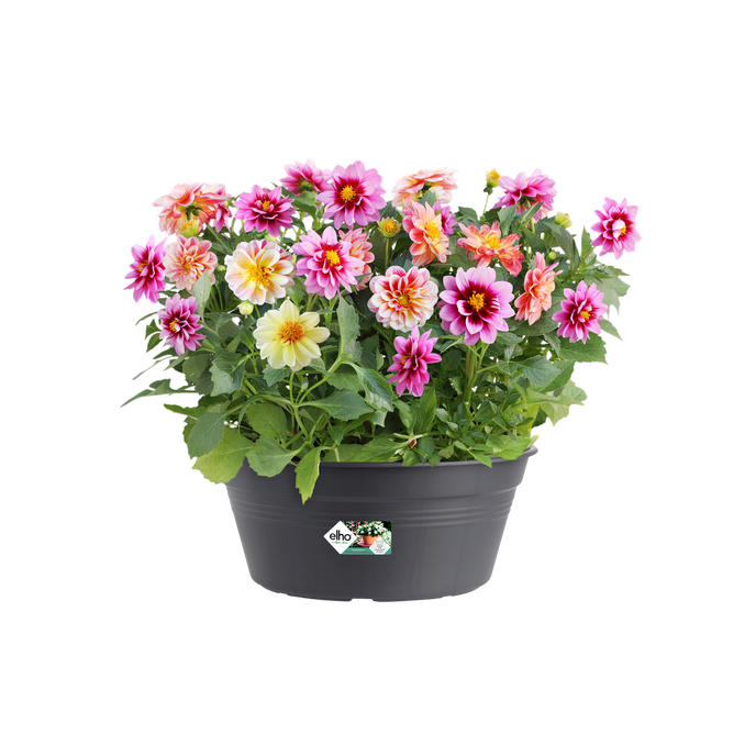 green basics bowl 27cm living black